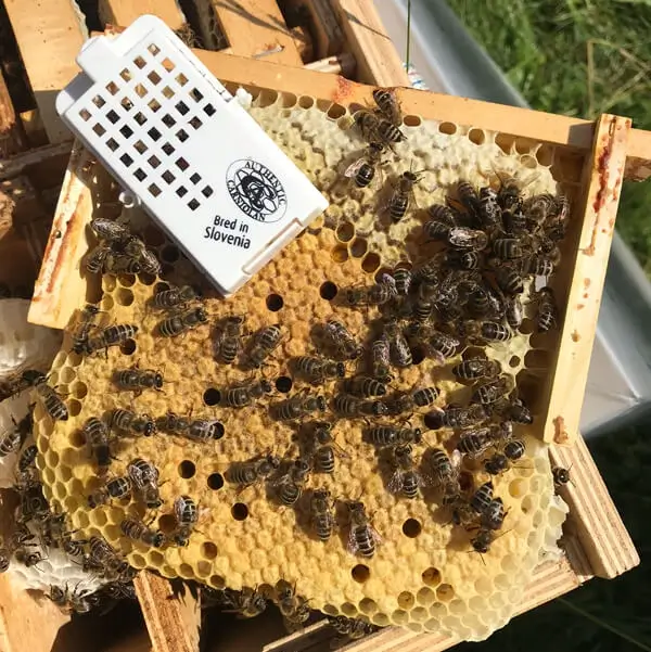 Mated Carnica Queen bee