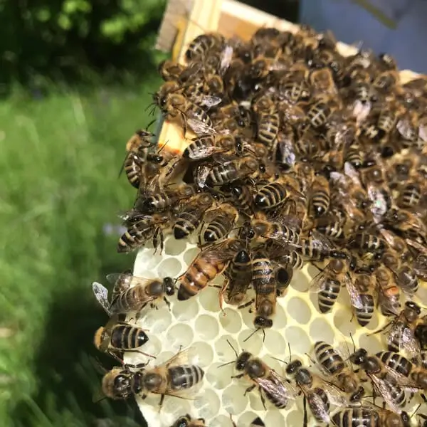 Covered brood on mating nuc frame