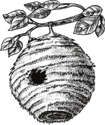 Bee packages