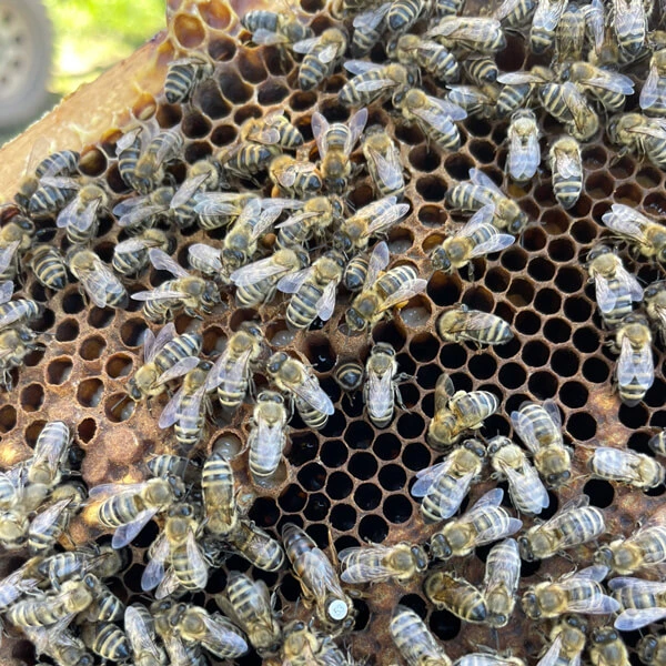 Breeder candidate Queen bee