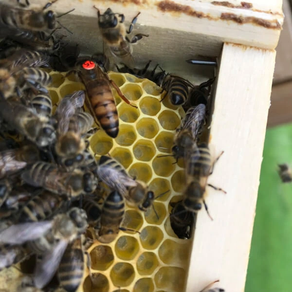 Approved breeder Queen bee